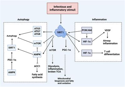 The role of SIRT1 in autophagy and drug resistance: unveiling new targets and potential biomarkers in cancer therapy